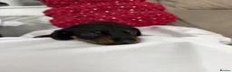 Miniature Dachshund dogs for adoption: Mini dachshund  - Advert 2