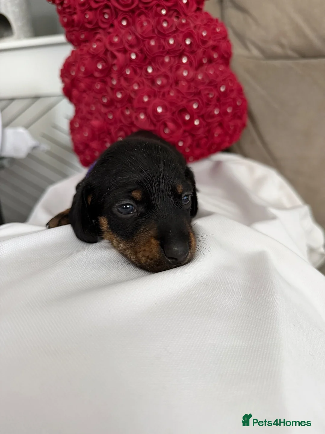 Miniature Dachshund dogs for adoption: Mini dachshund  - Advert 2