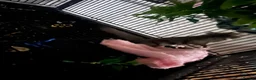 Sugar Glider rodents for sale: 2 baby sugar gliders with cage & toys  - Advert 7