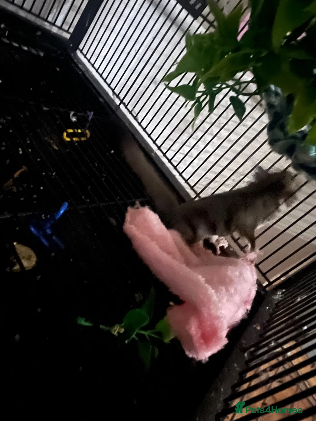 Sugar Glider rodents for sale: 2 baby sugar gliders with cage & toys  - Advert 7