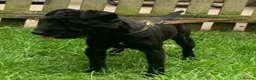 Patterdale Terrier dogs for sale: Patterdale fell terrier puppies  in Redhill - Advert 6
