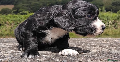 Cocker Spaniel dogs - Advert 9
