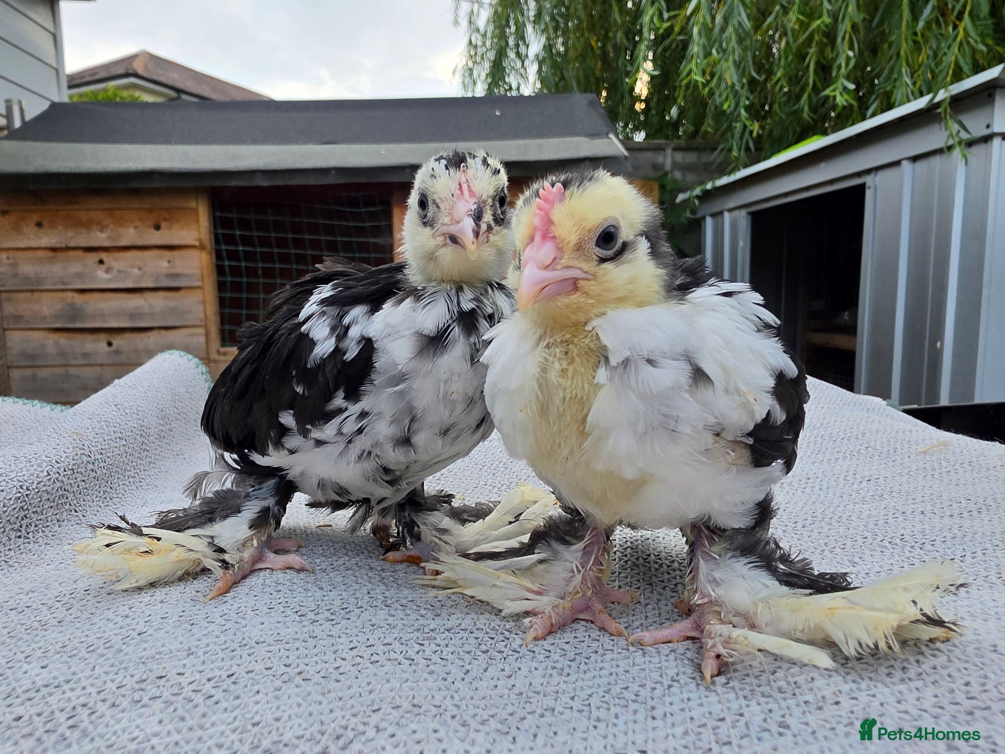 Chickens poultry Barbu D'uccle - Sexed - Advert 1