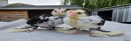 Chickens poultry for sale: Barbu D'uccle - Sexed - Advert 1