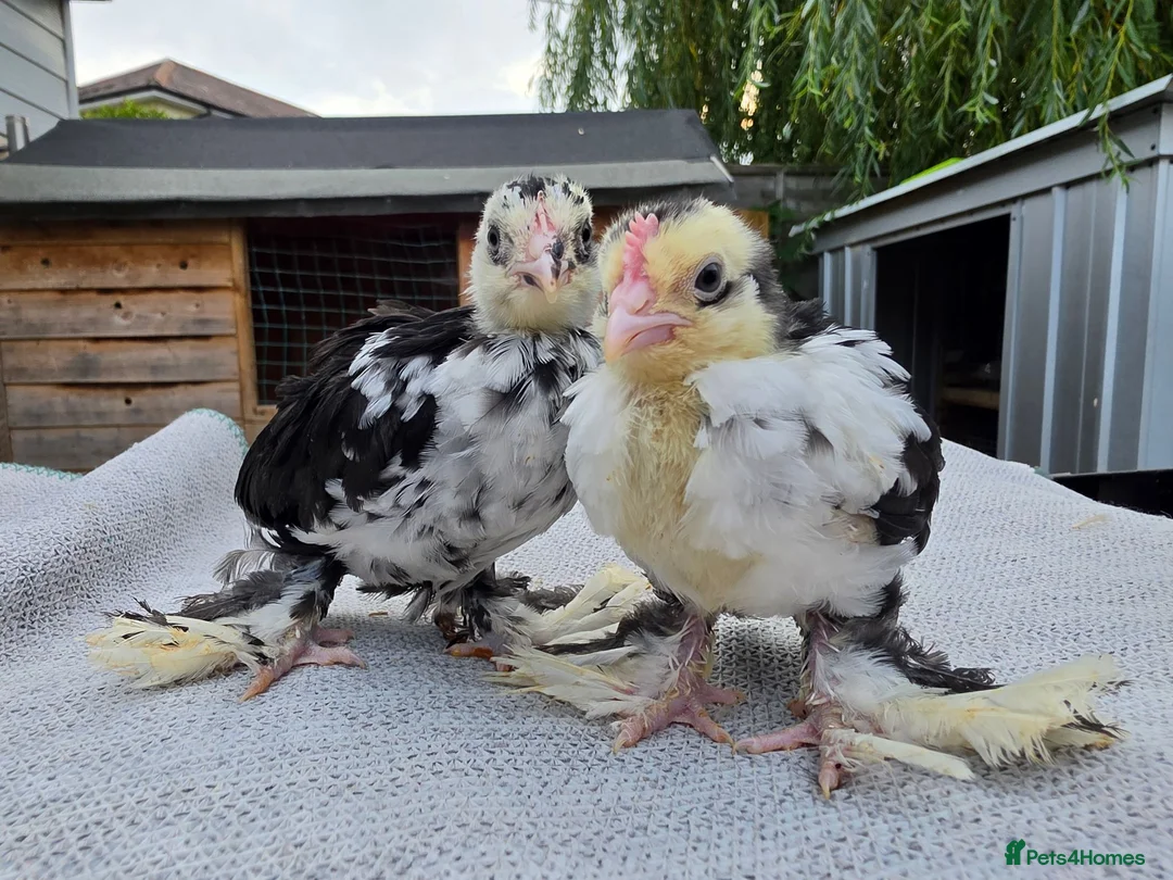 Chickens poultry for sale: Barbu D'uccle - Sexed - Advert 1