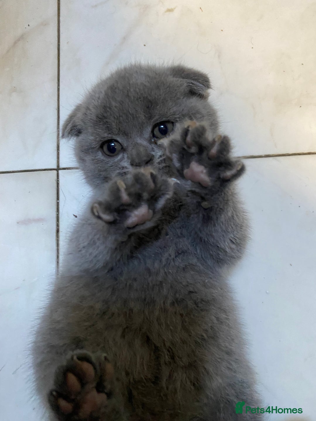 Scottish Fold cats for sale: Scottish Fold kittens 1 Boy Available ready now  - Advert 6