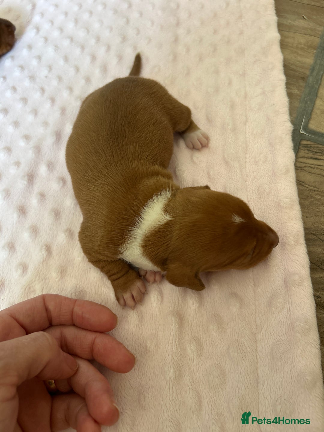 Miniature Dachshund dogs for sale: Superb Miniature KC reg Dachshund puppies - Image 5