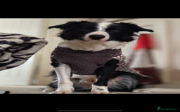 Border Collie dogs for sale: MAX 3.5 years old male - Image 11