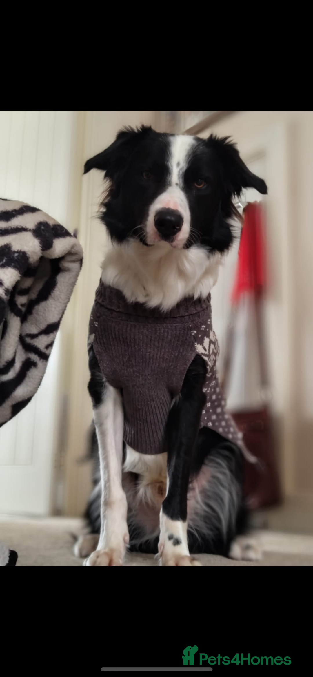 Border Collie dogs for sale: MAX 3.5 years old male - Image 11