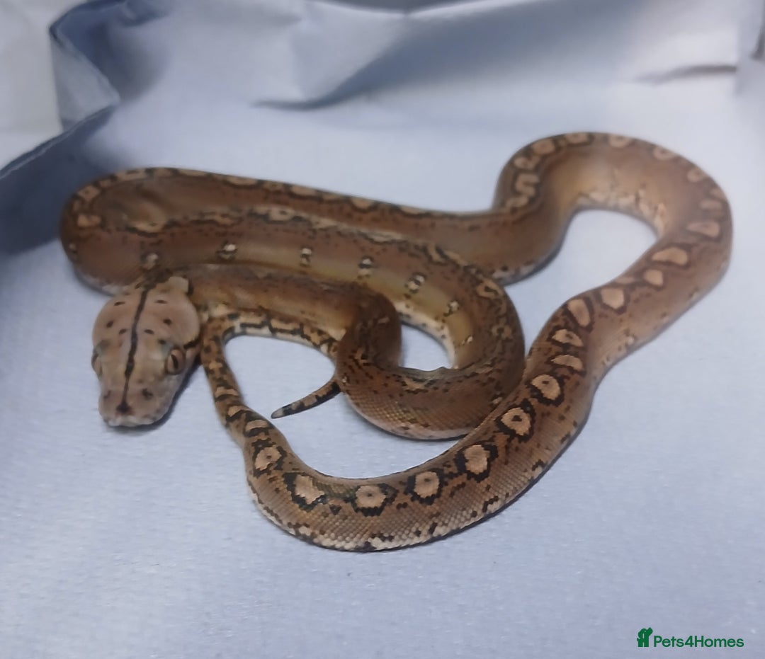 Python Snake reptiles for sale: Malayan Pythons Female - Advert 6