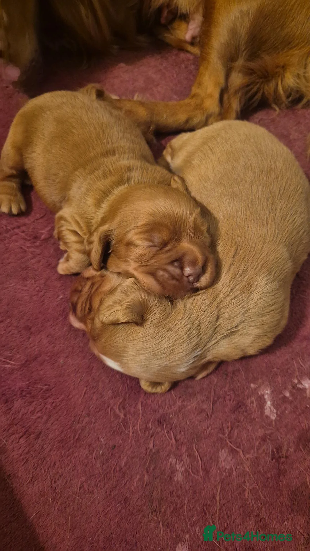 Cocker Spaniel dogs for sale: Red Cocker Spaniel Bitch - Advert 7