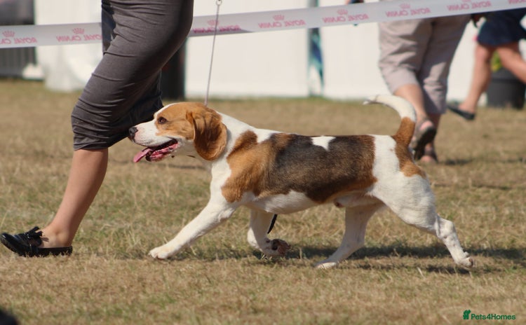 Beagle dogs - Advert 1