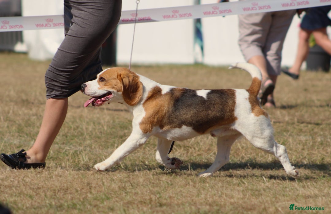 Beagle dogs for stud: Champion Beagle available for Stud - Image 1