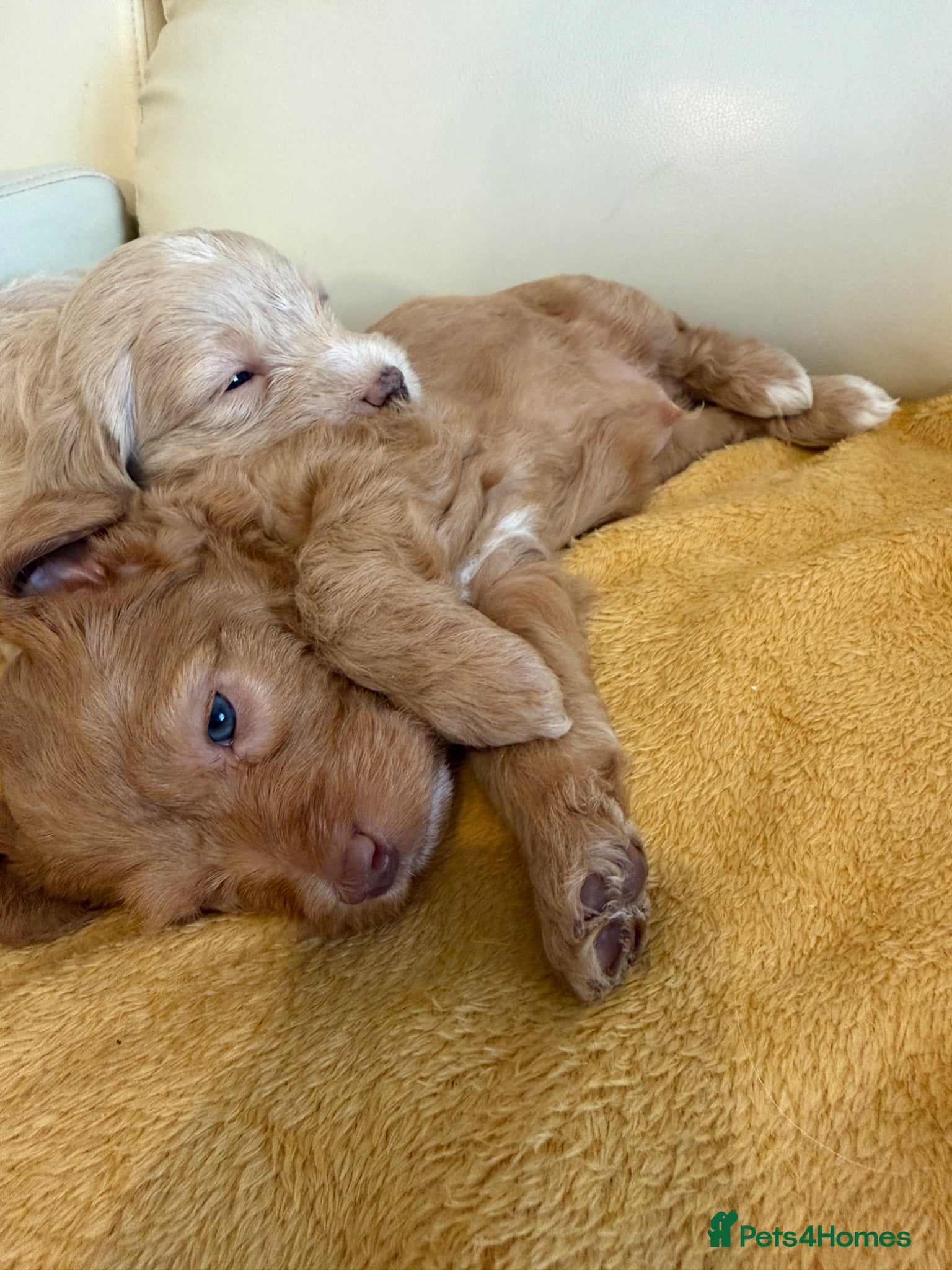 Labradoodle dogs Stunning F1b Labradoodle Puppies  - Advert 2