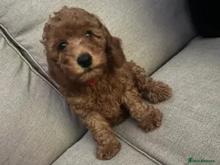 Labradoodle dogs F1BB labradoodle puppy is available again - Advert 7