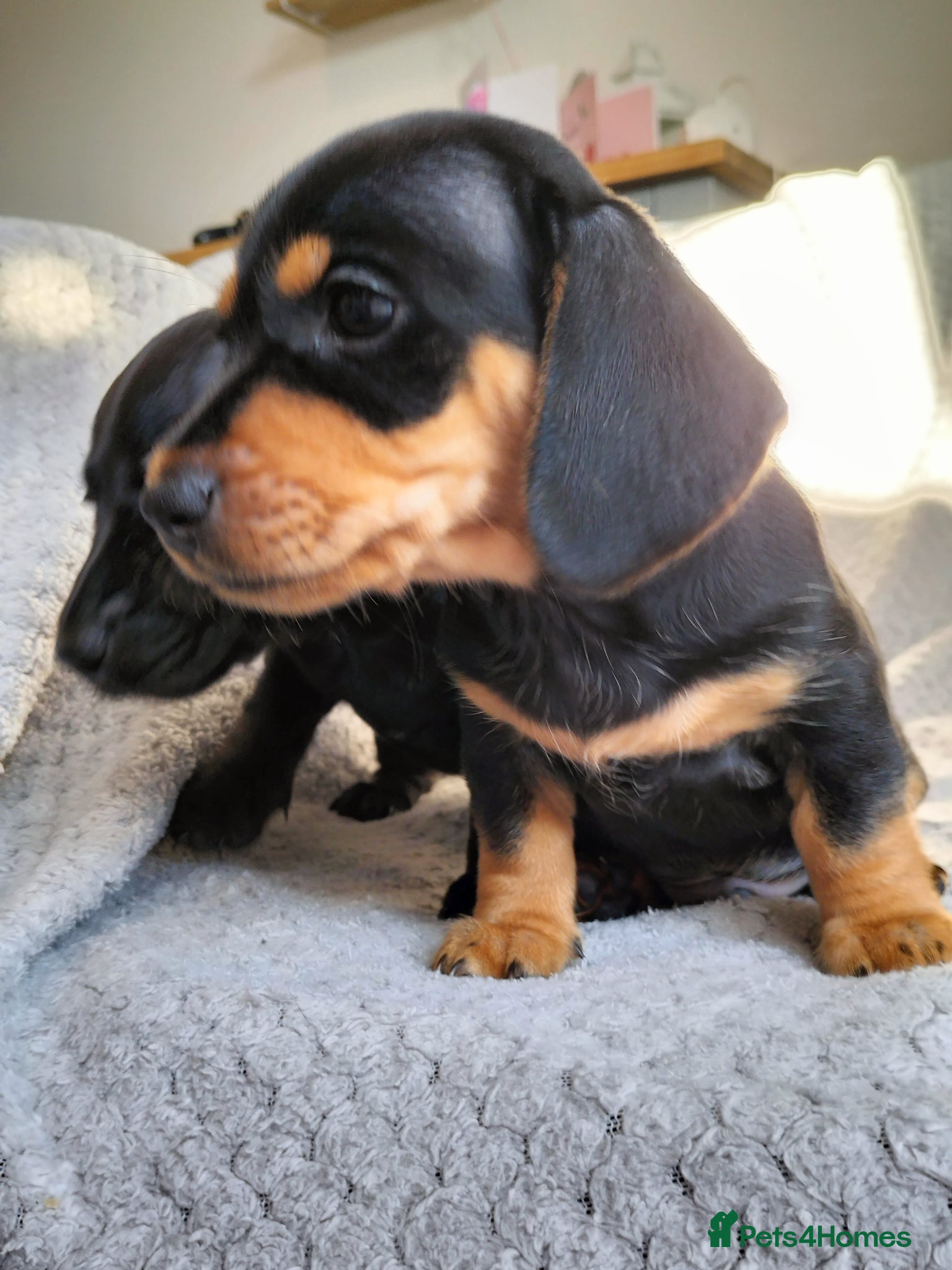 Miniature Dachshund dogs Beautiful miniature dachshunds 😊 - Advert 7