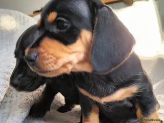 Miniature Dachshund dogs Beautiful miniature dachshunds 😊 - Advert 7