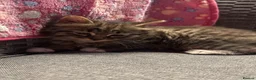 Mixed Breed cats for sale: Blue eyed fluffy babies  - Advert 38