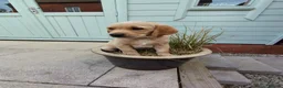 Goldador dogs for sale: Stunning Goldador puppies  - Advert 8