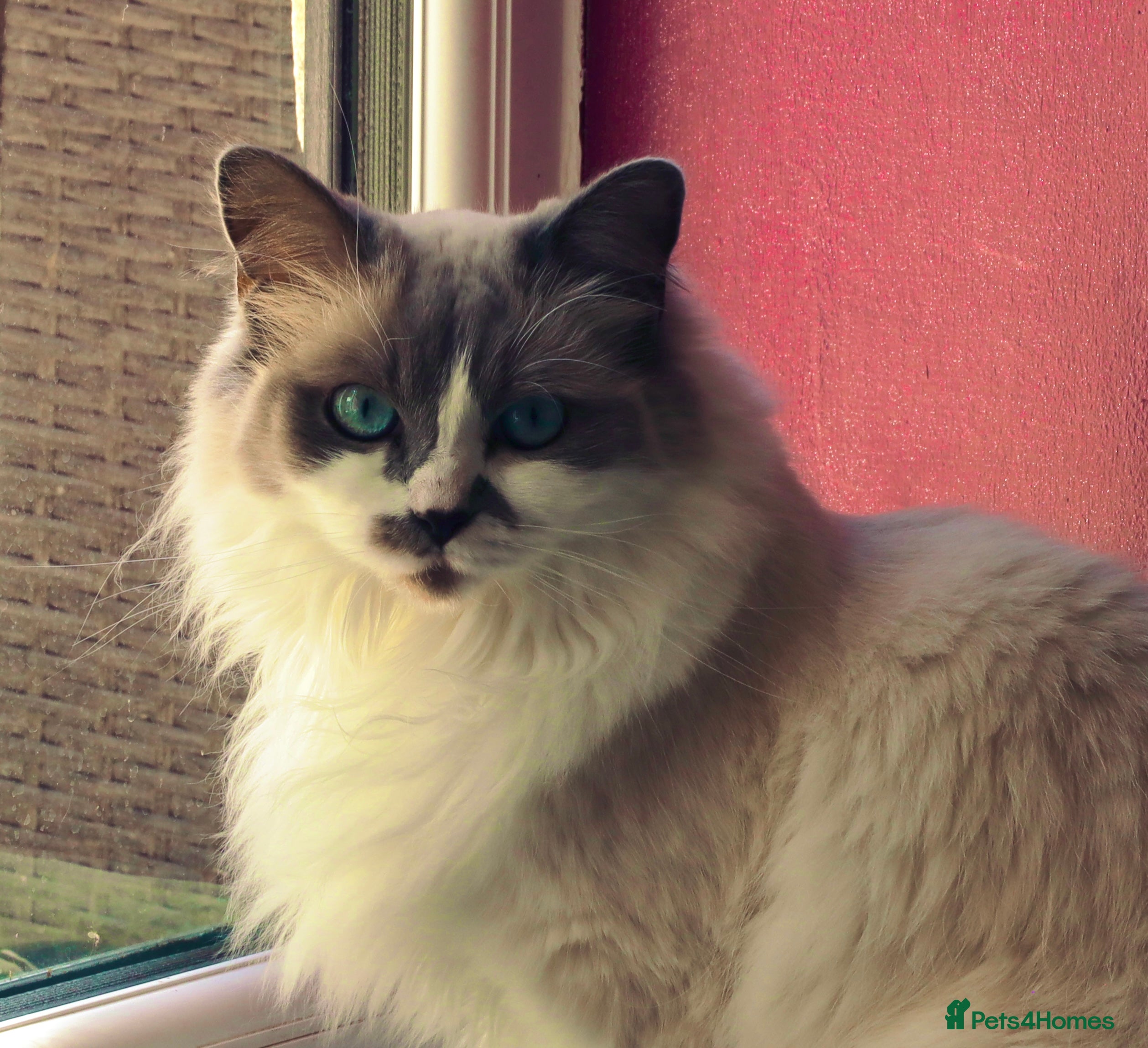 Ragdoll cats Ragdoll, Un-Neutered Female - Advert 1