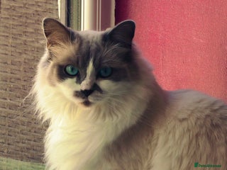 Ragdoll cats Ragdoll, Un-Neutered Female - Advert 2