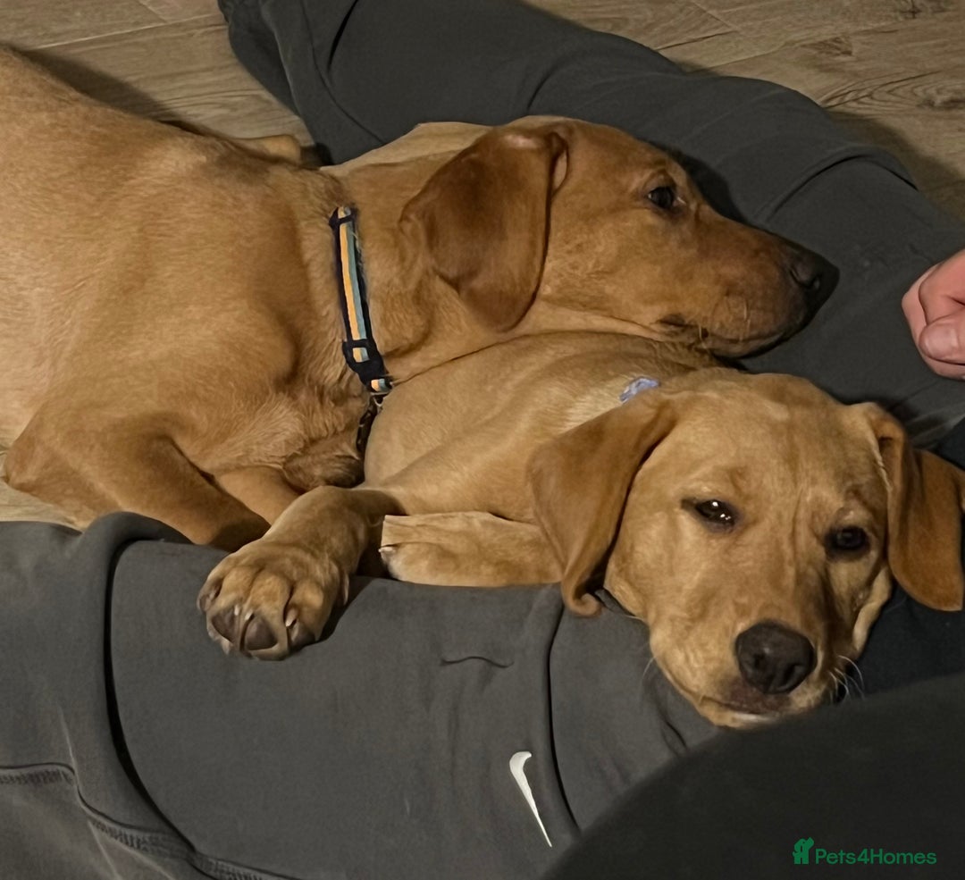 Labrador Retriever dogs for sale: 2 Beautiful Fox red pups for a loving family. - Advert 2