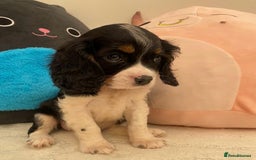 Cavalier King Charles Spaniel dogs for sale: King Charles cavalier puppies  - Image 4