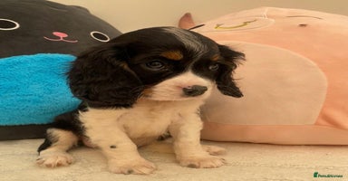 Cavalier King Charles Spaniel dogs - Advert 10