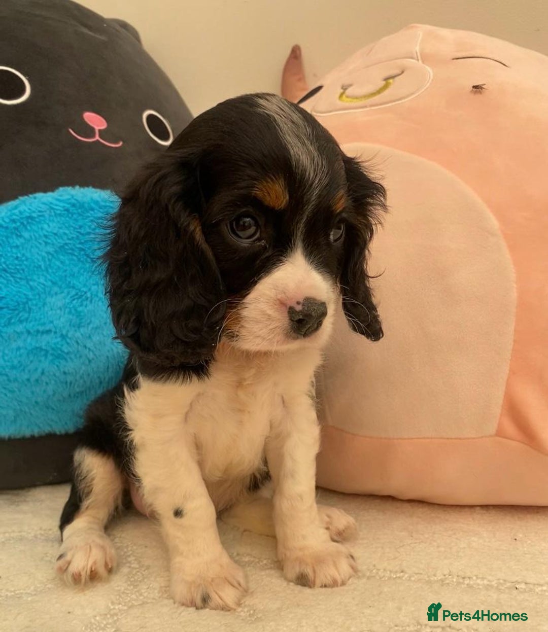 Cavalier King Charles Spaniel dogs for sale: King Charles cavalier puppies  - Image 4