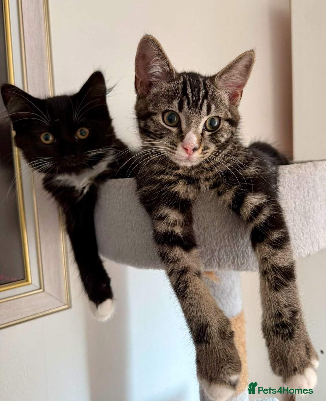 Mixed Breed cats Beautiful kittens are looking for their new family - Advert 6