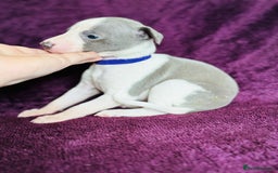 Whippet dogs for sale: All found homes-Beautiful Blue and White Parti BOY - Image 12