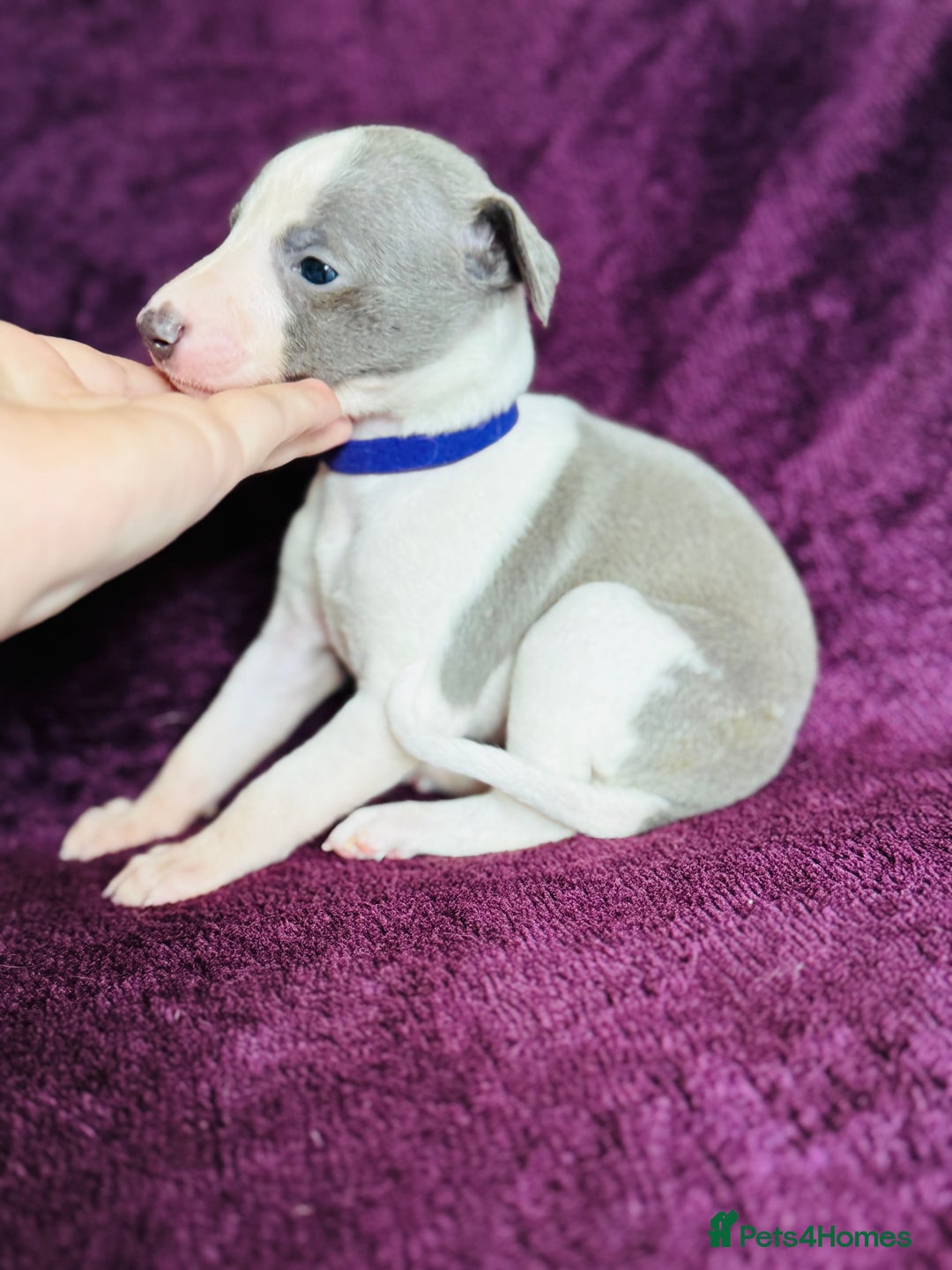 Whippet dogs for sale: All found homes-Beautiful Blue and White Parti BOY - Image 12