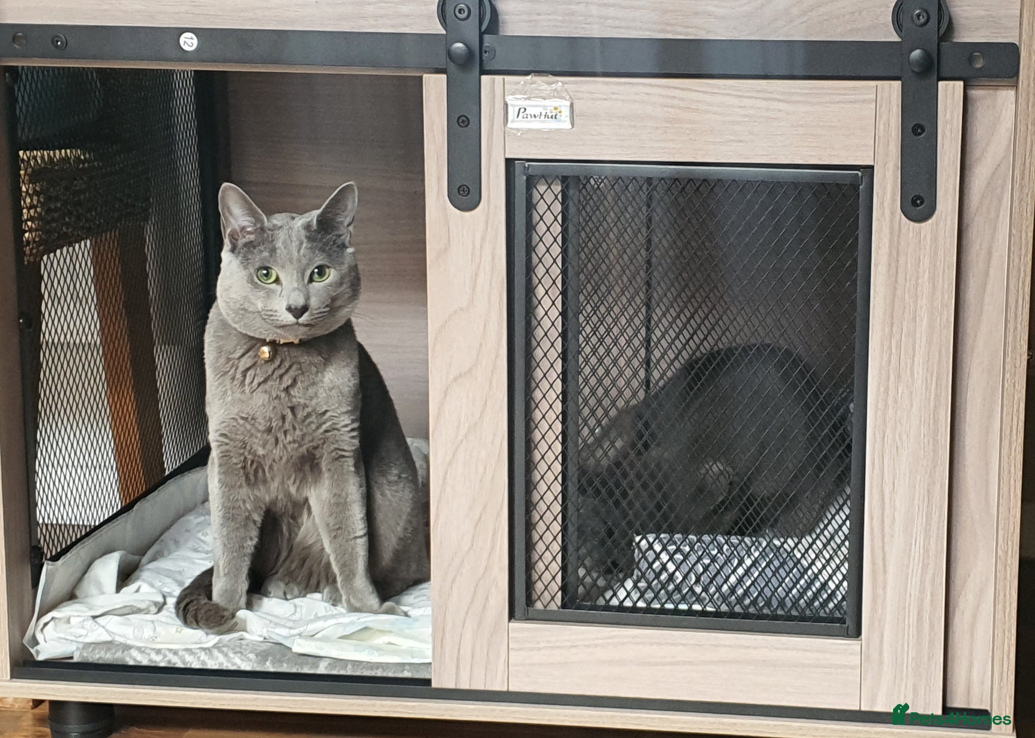 Russian Blue cats 🐾 Beautiful Russian Blue Kittens for Sale 🐾 - Advert 1