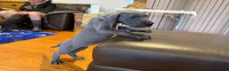 Great Dane dogs for sale: Blue & black puppies from health tested parents.  in Worksop - Advert 7
