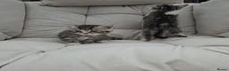 British Shorthair cats for sale: Fluffy Tigers (Last Two) - Advert 18