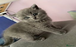 British Shorthair cats for sale: Beautiful litter of baby blues ready  - Image 3