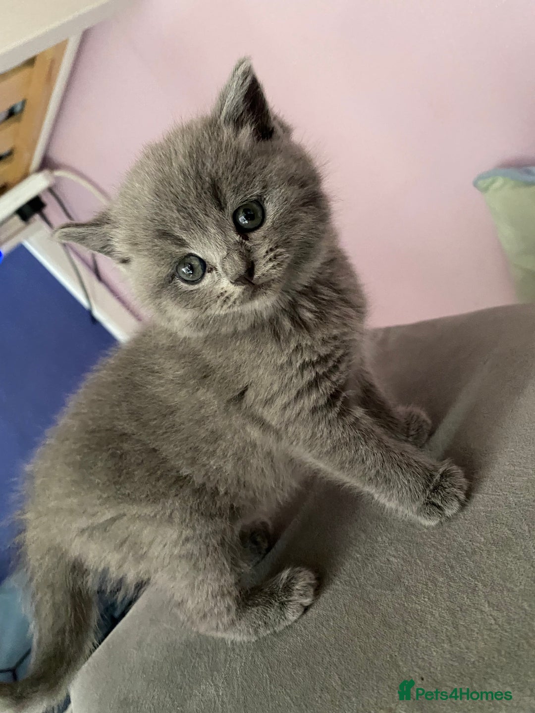 British Shorthair cats for sale: Beautiful litter of baby blues ready  - Image 3
