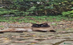 Ragdoll cats for sale: Male Ragdoll Cat 3 years old - Image 5