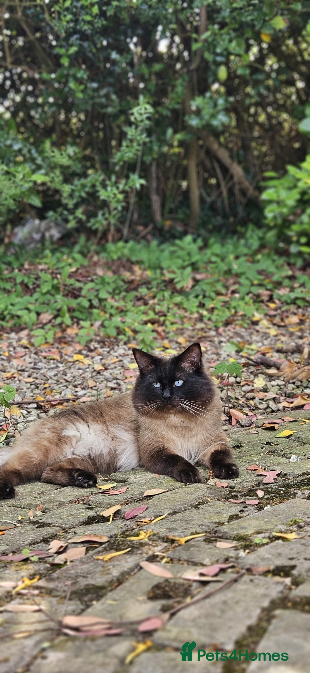 Ragdoll cats for sale: Male Ragdoll Cat 3 years old - Image 5