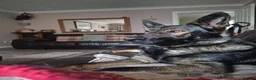 German Shepherd dogs for sale: Sasha - Advert 2