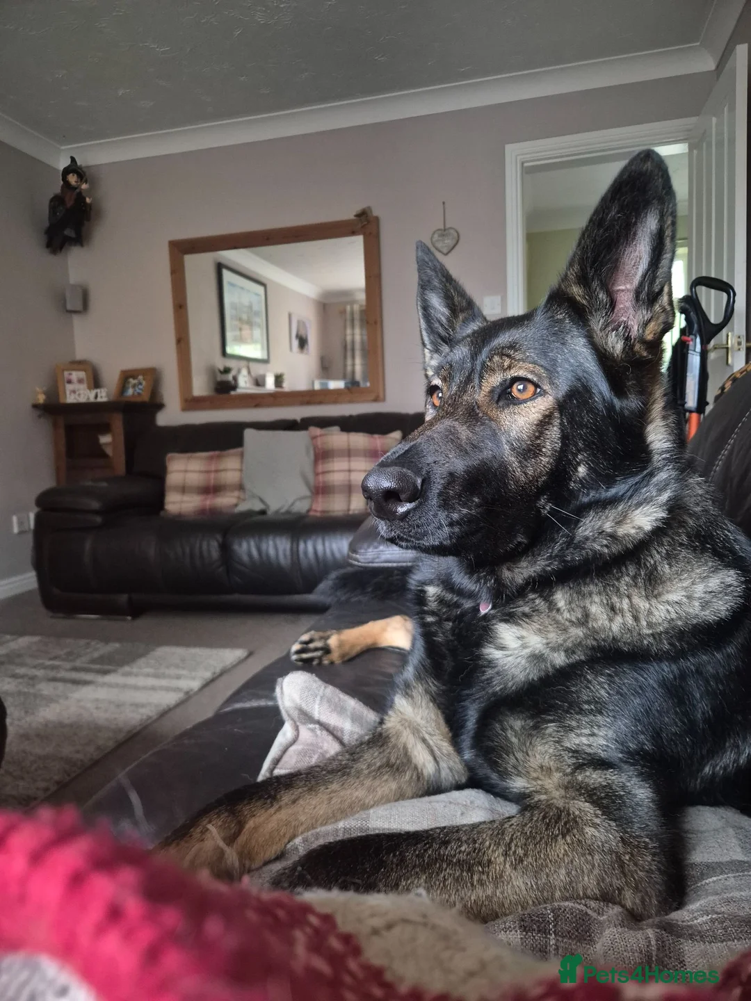German Shepherd dogs for sale: Sasha - Advert 2