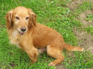 Cocker Spaniel dogs - Advert 10