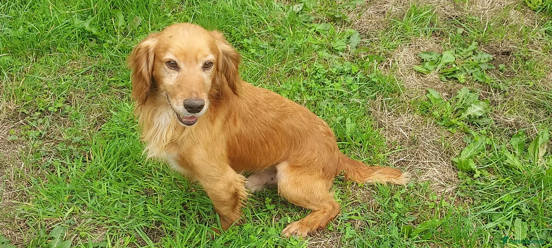Cocker Spaniel dogs for stud: Kc health tested cocker spaniel at stud - Advert 1