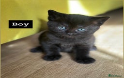 Mixed Breed cats for sale: 🐾 Adorable British Shorthair Mix Kittens 🐾 - Image 4