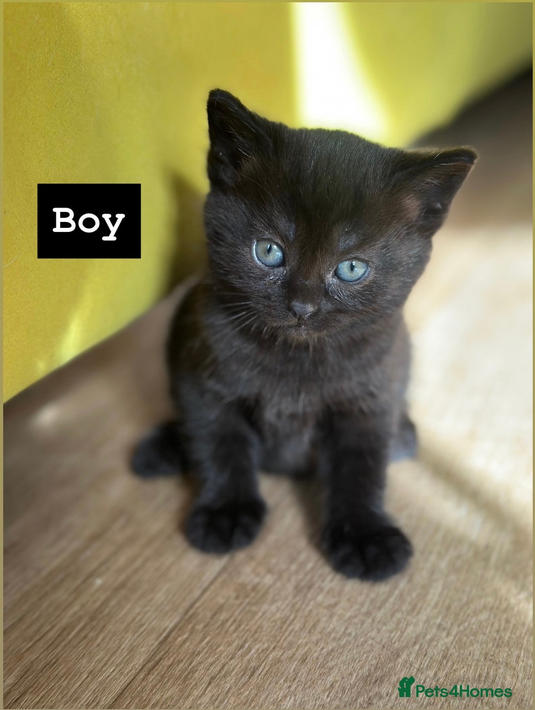 Mixed Breed cats for sale: 🐾 Adorable British Shorthair Mix Kittens 🐾 - Image 4