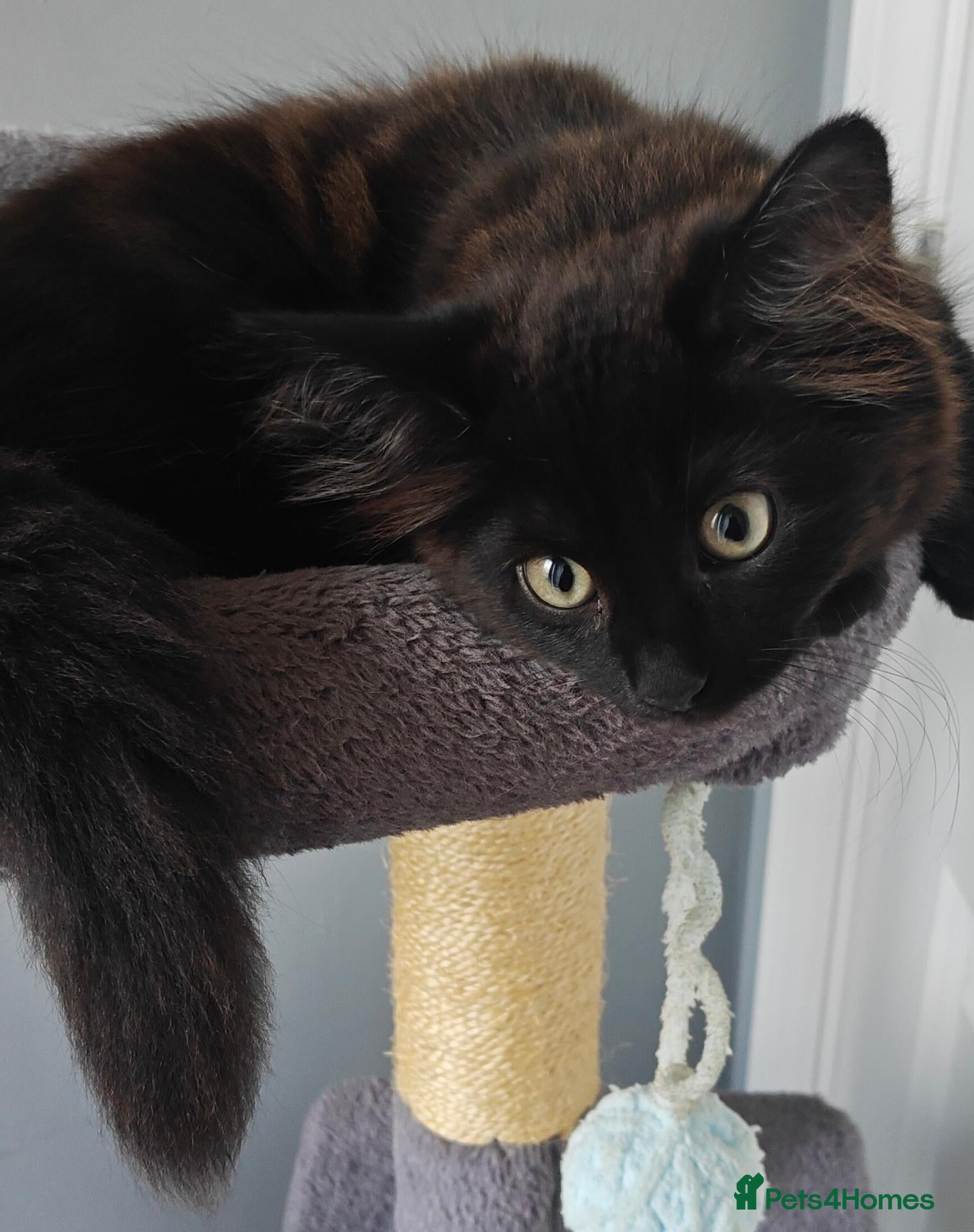 Mixed Breed cats Little cuties - Advert 1