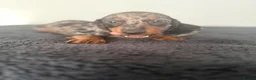 Dachshund dogs for sale: Ready to go  - Advert 6