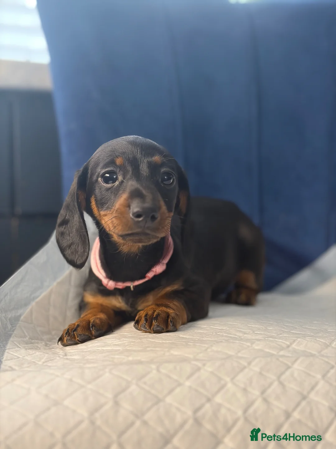 Miniature Dachshund dogs for sale: Miniature Dachshunds Ready to Leave  - Advert 2