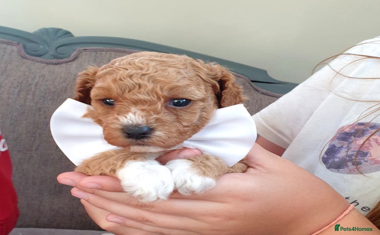 Mixed Breed dogs - Advert 1