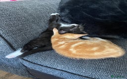 Domestic Shorthair cats for sale: 2 Ginger male kittens available  - Image 4